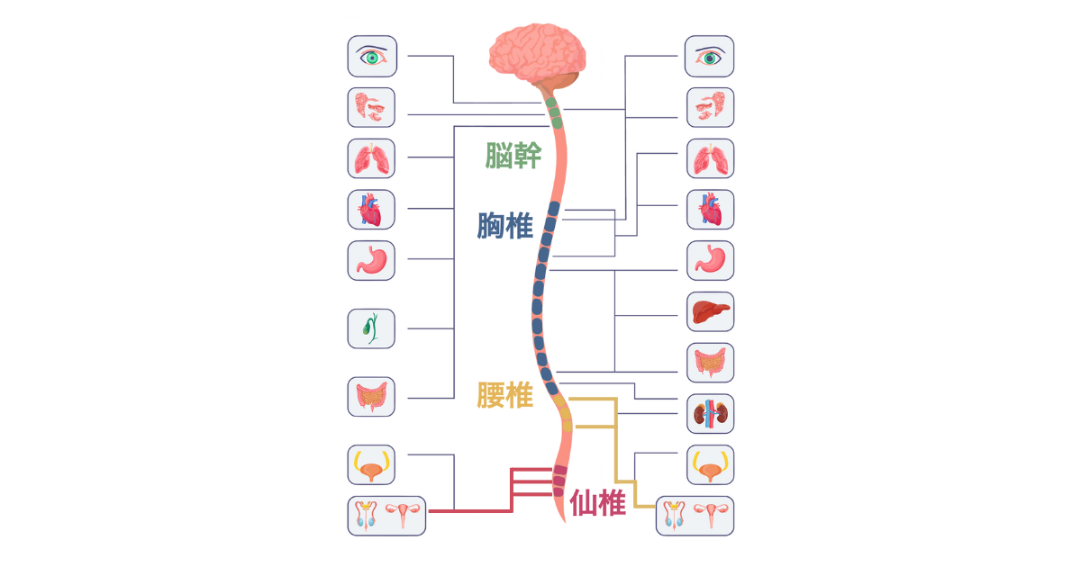 自律神経デルマトーム